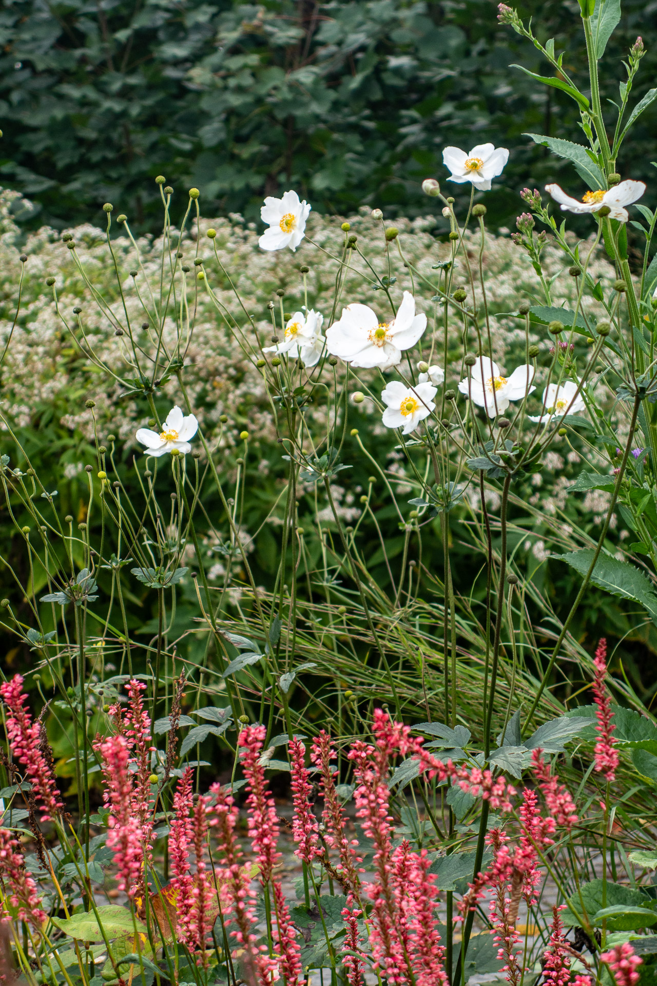Herbstbeete kannst du mit Knöterich und Herbstanemonen gestalten