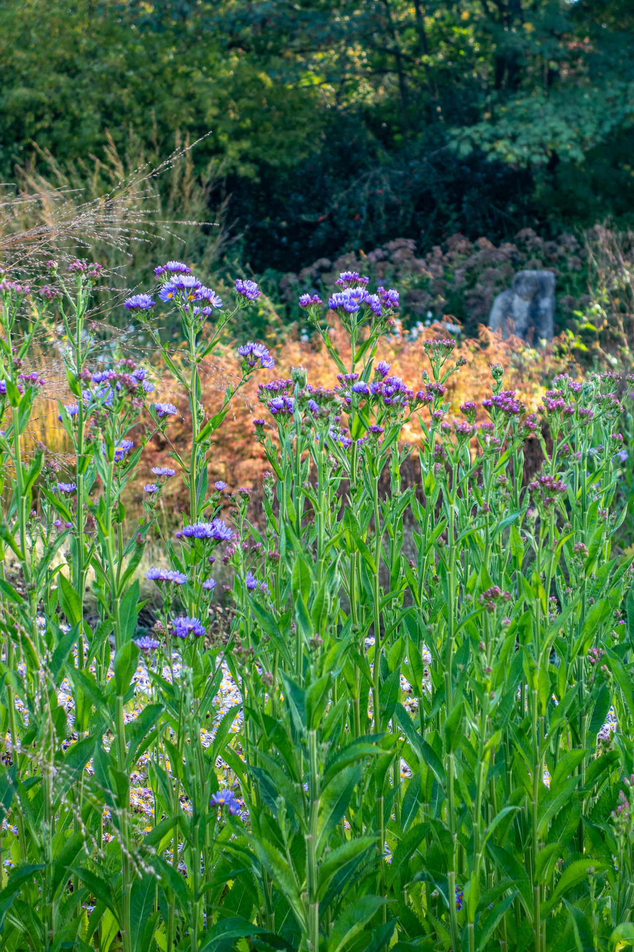Aster tataricus 'Jindai' leuchtet hoch über allem im Herbstbeet