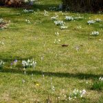 Rasen Schneeglöckchen Elfenkrokusse