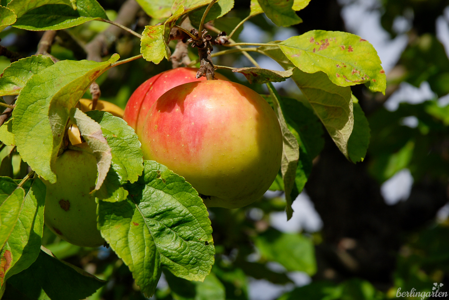 Reifer Apfel