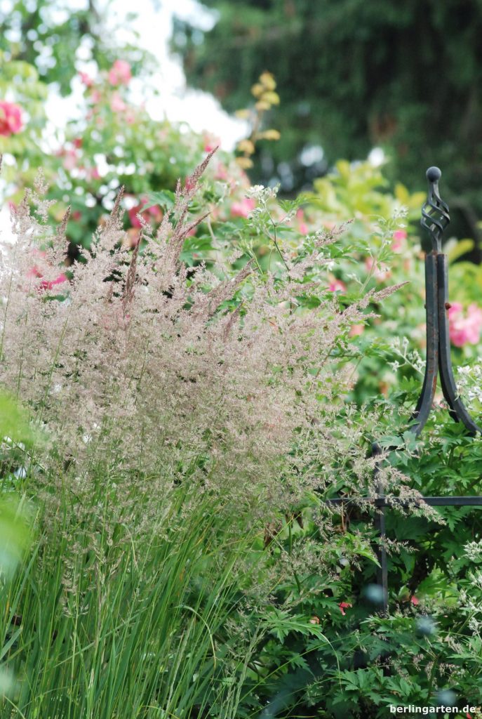 Starr aufrechter Wuchs, zarte Rispen: Reitgras Calamagrostis acutiflora 'Karl Foerster'