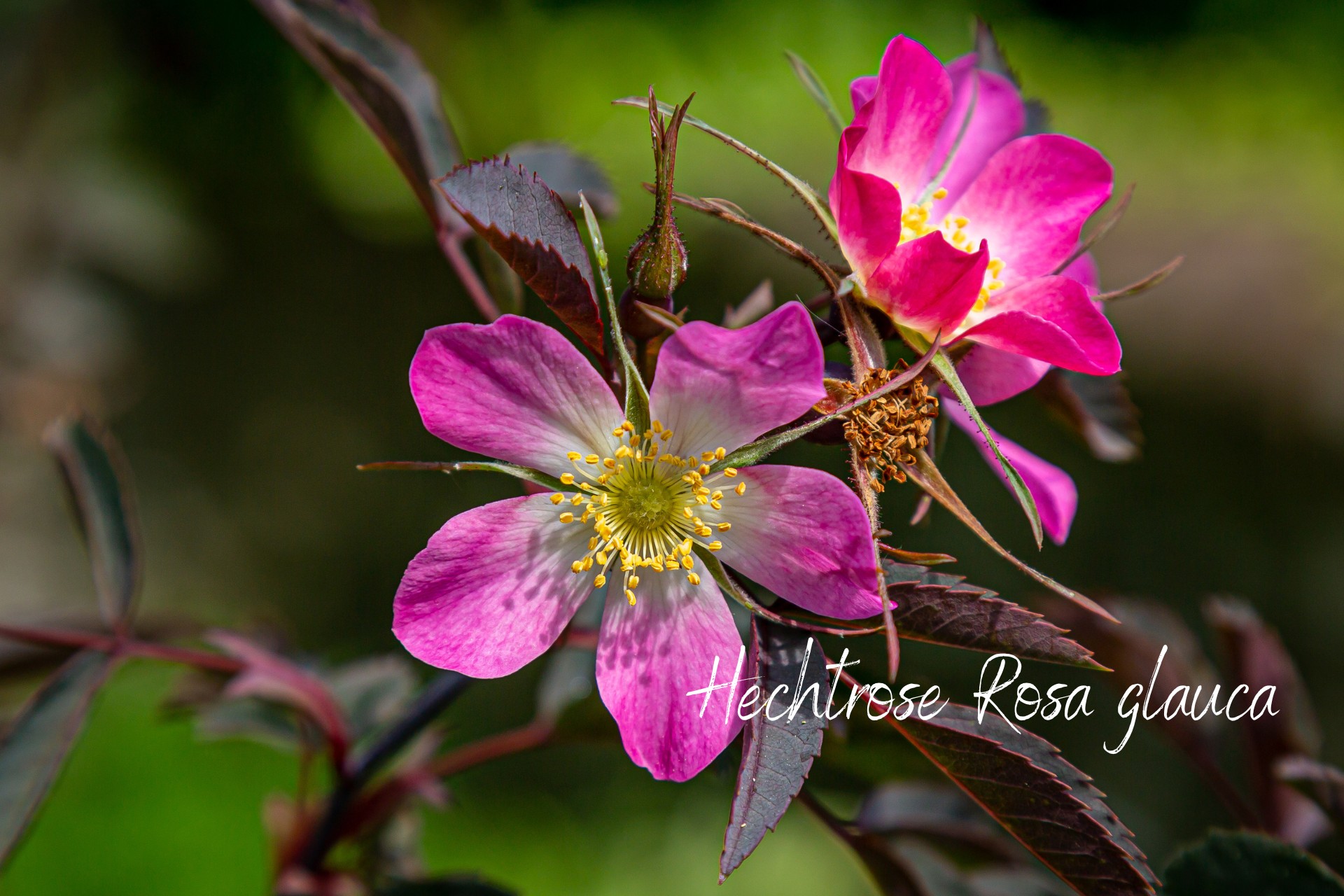 Hechtrose Rosa glauca als heimische Rose für den Naturgarten