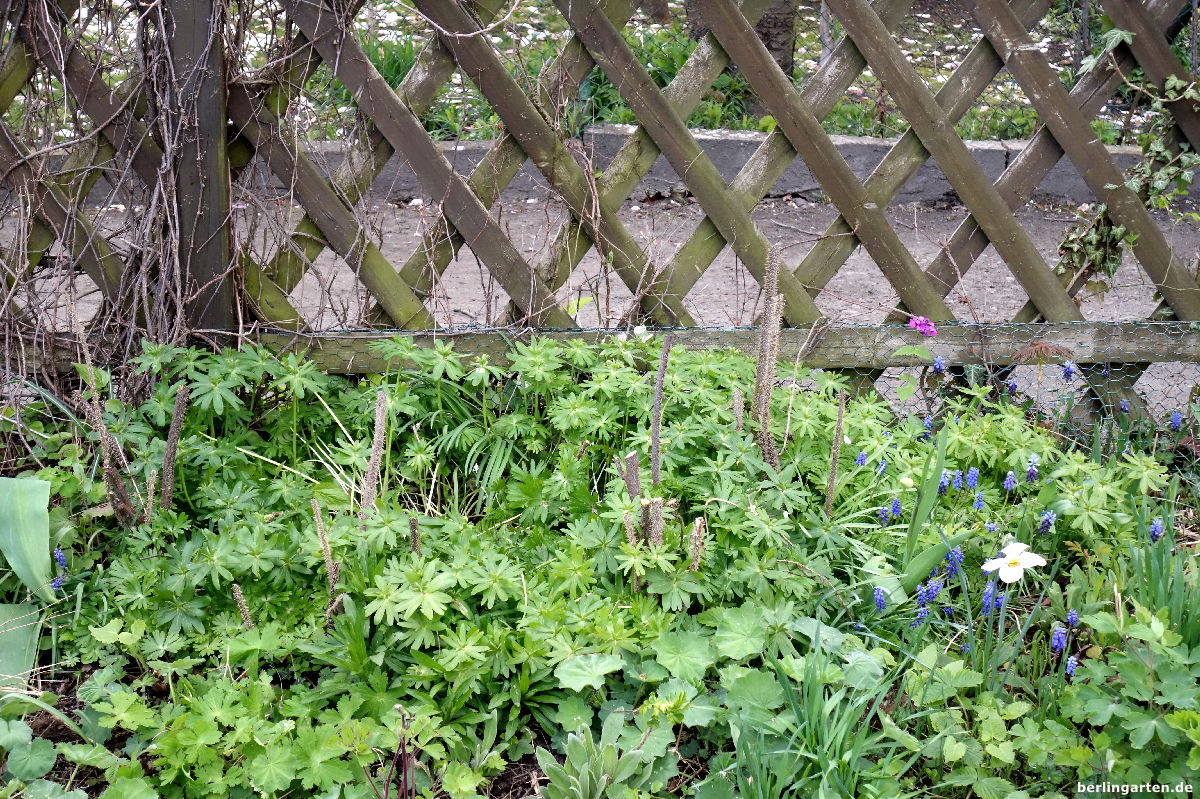 Wie Pflanzen verjüngen? So! Rosen geschnitten