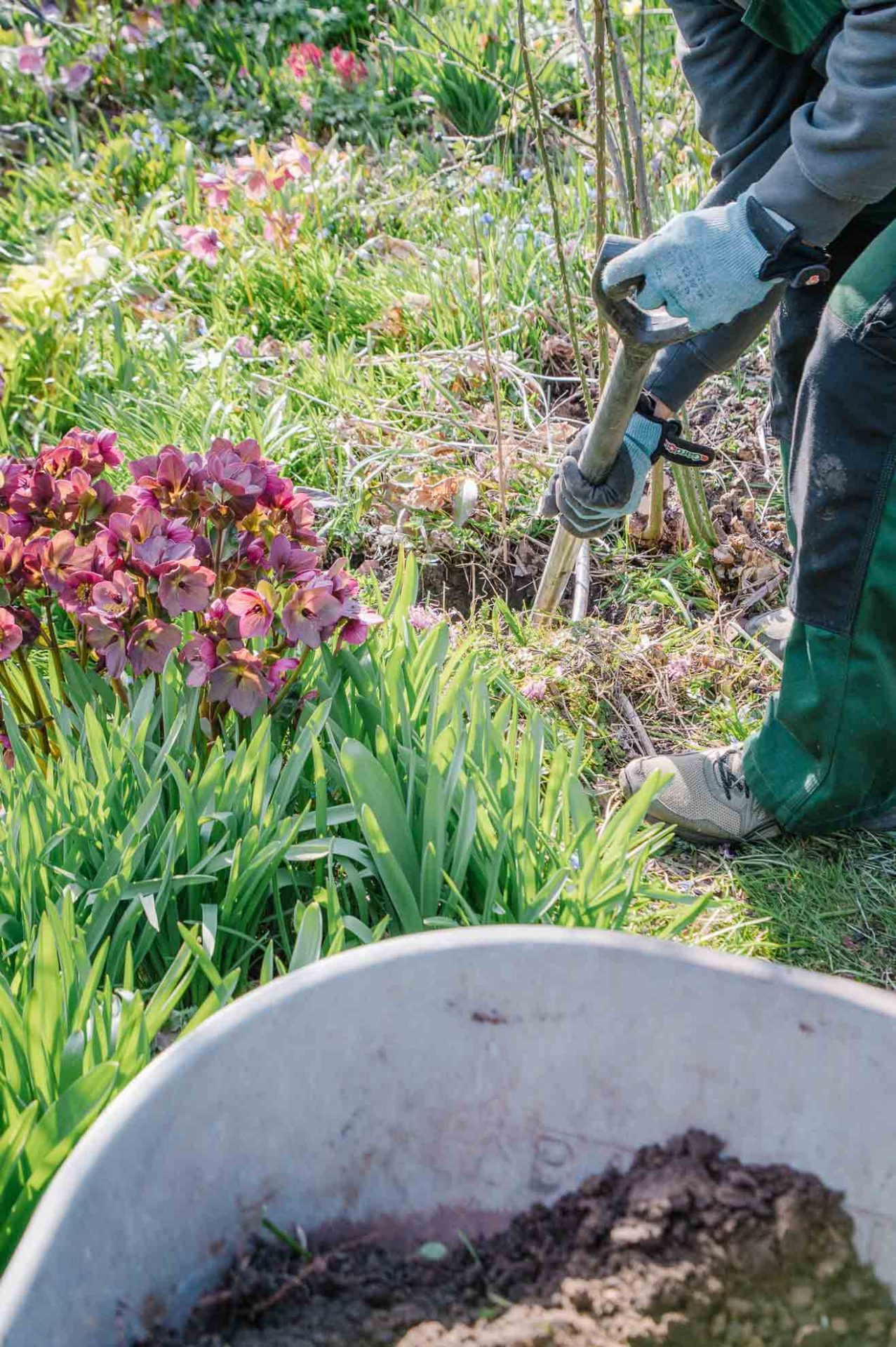 Ein tiefes Loch wird für die Verankerung des Rosenbogens gegraben