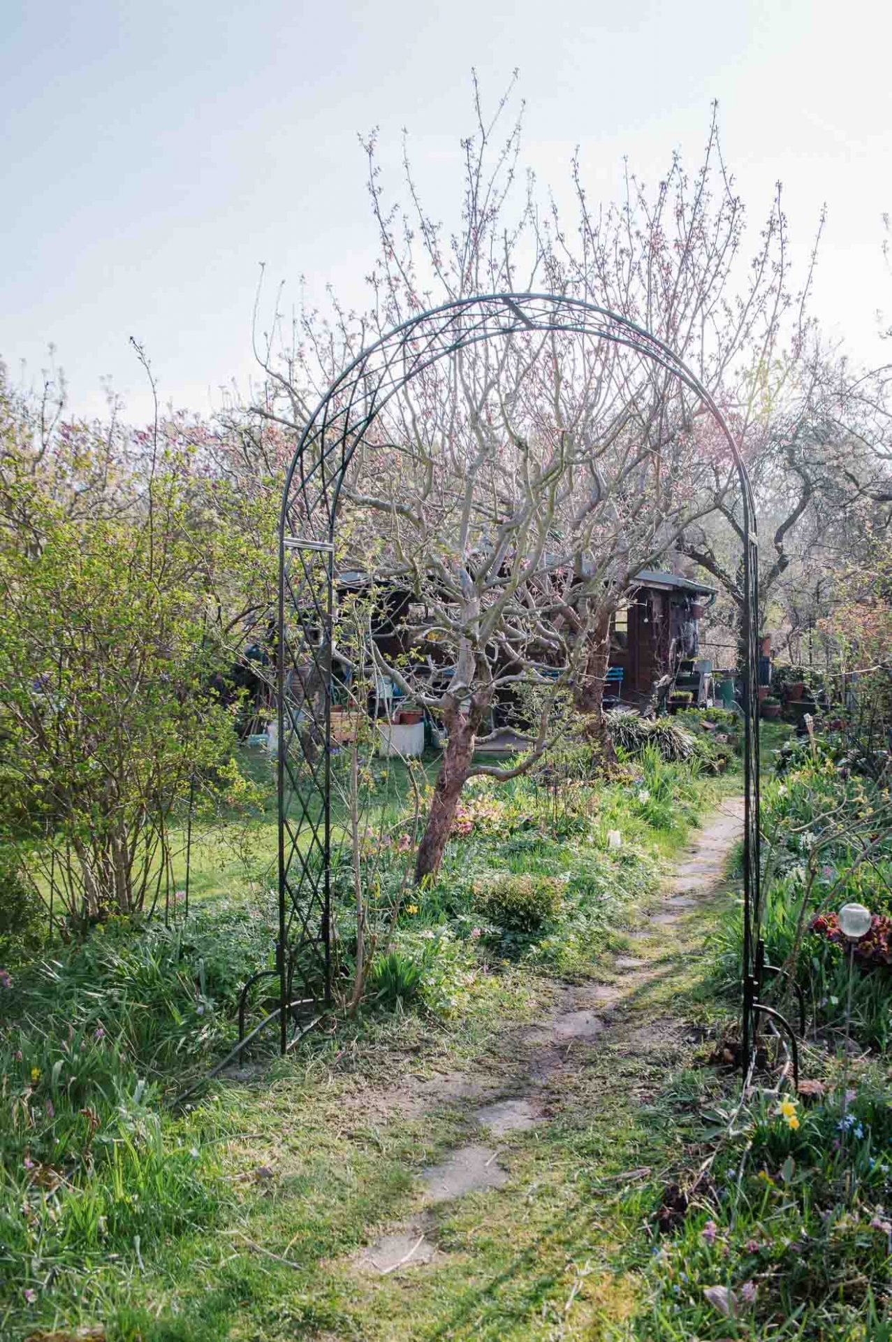 Kletterrosen am Rosenbogen anbinden: nachher Rosenbogen Bagatelle von Classic Garden Elements