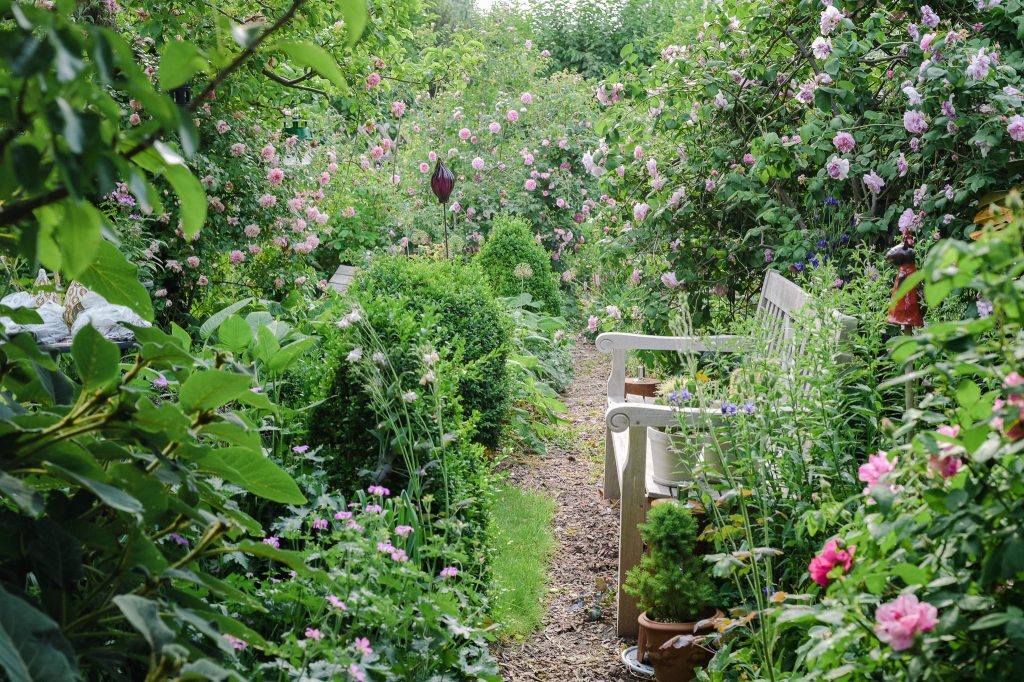 Rosenrausch Mit dem Gartenkurs BlütenGarten zu traumhaften Blumenbeeten