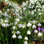 Schneeweißchen und Märzenweiß