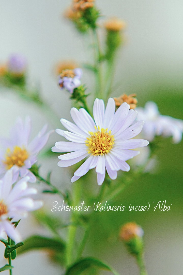 Stauden mit Gänseblümchen-Charme: Schönaster Kalimeris incisa