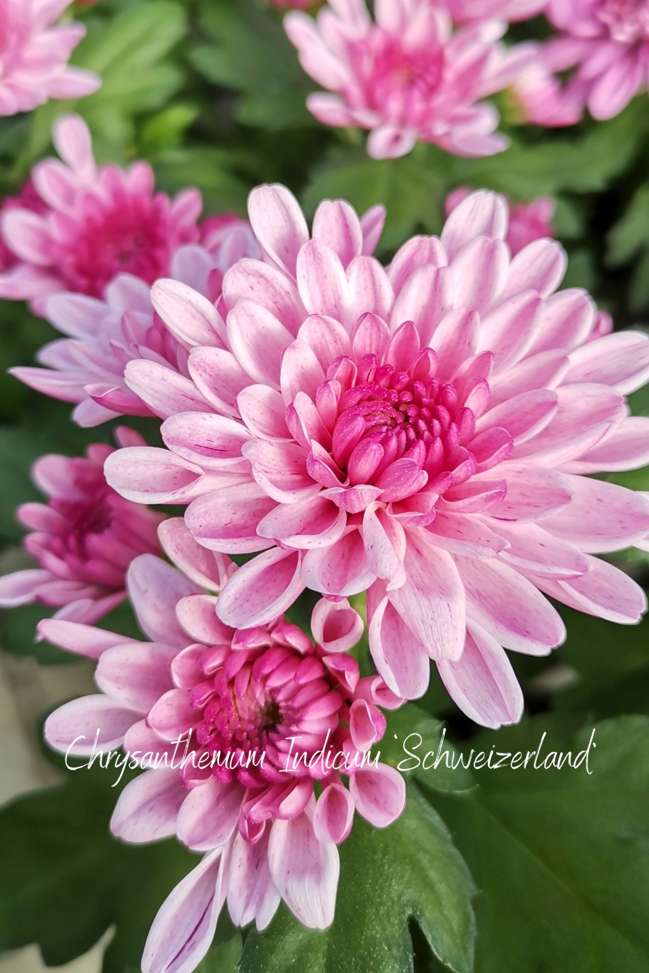 Chrysantheme Schweizerland als Alternative zu Dahlien