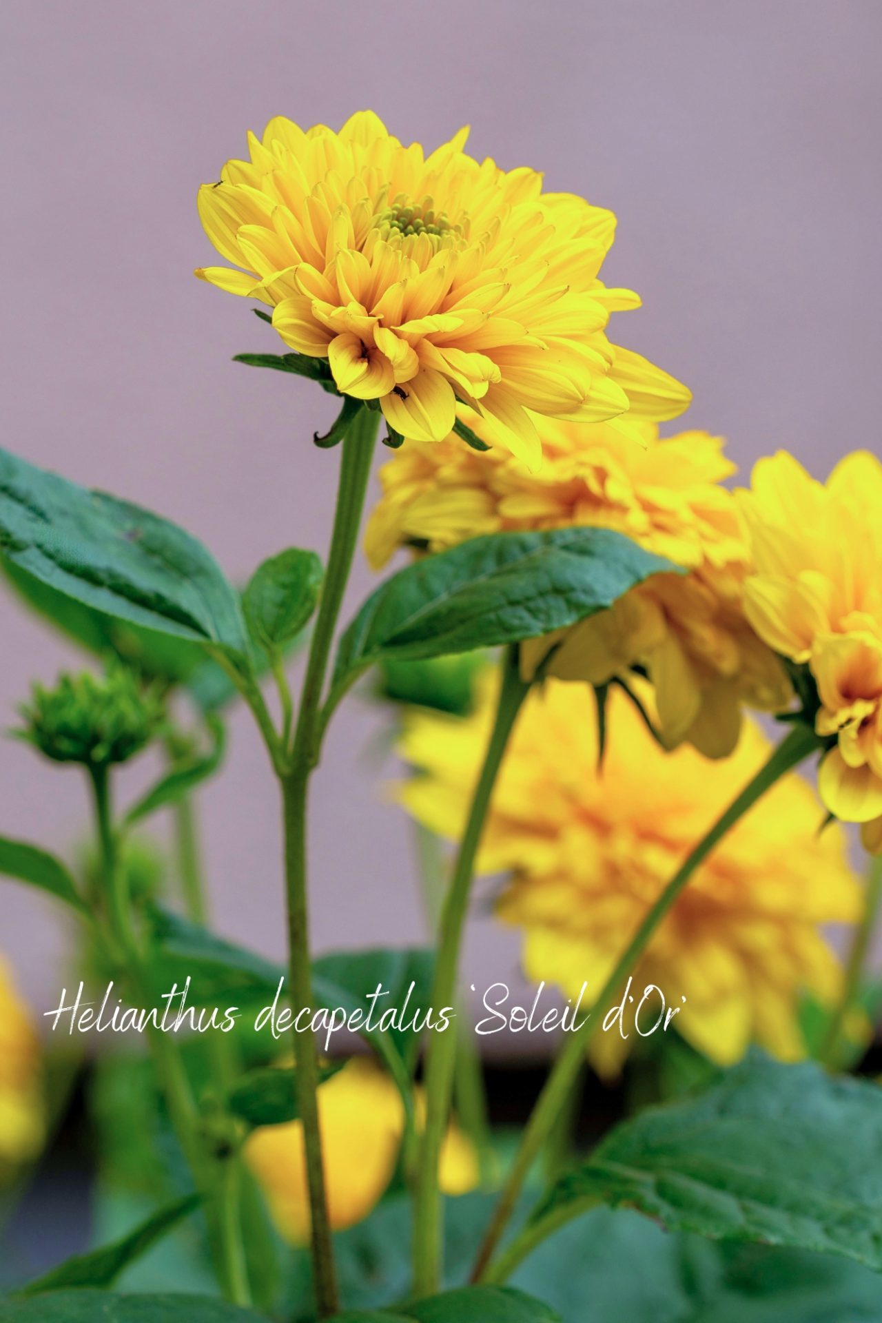 Winterharte Alternativen zu Dahlien: Staude Soleil d'Or