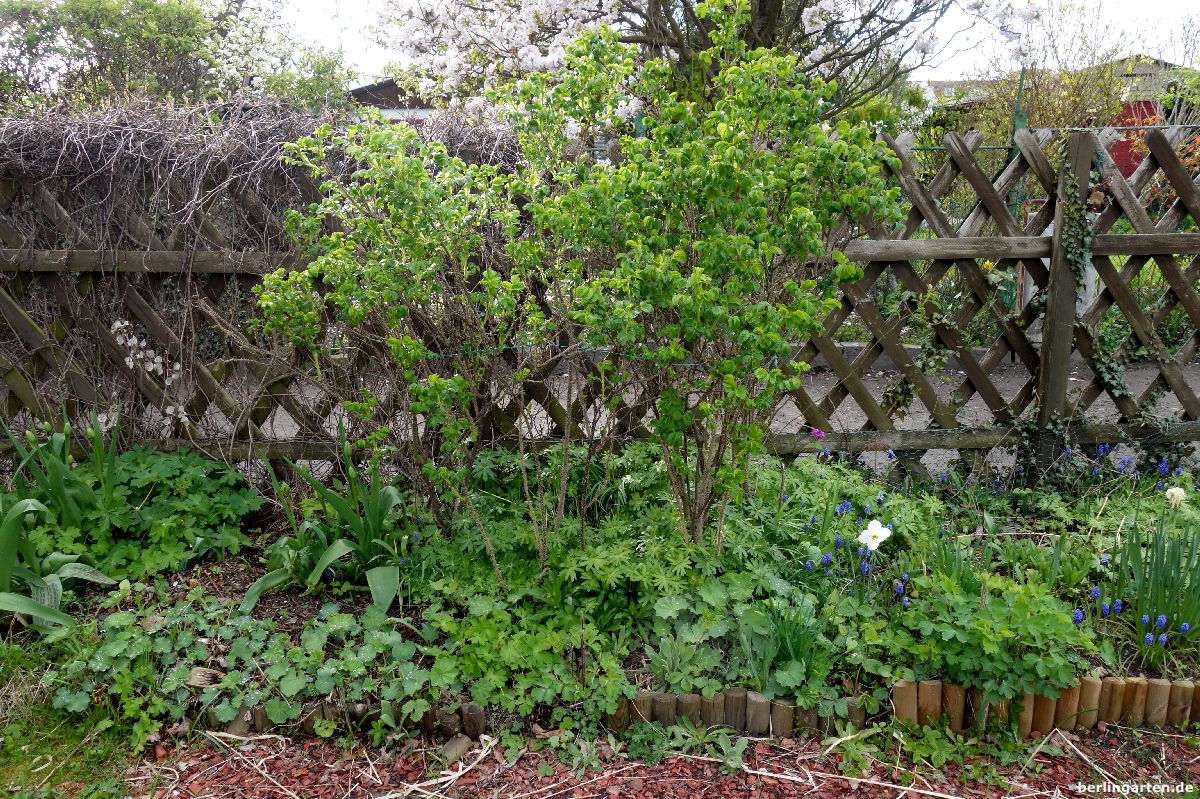 Pflanzenverjüngung: staksige Rosen