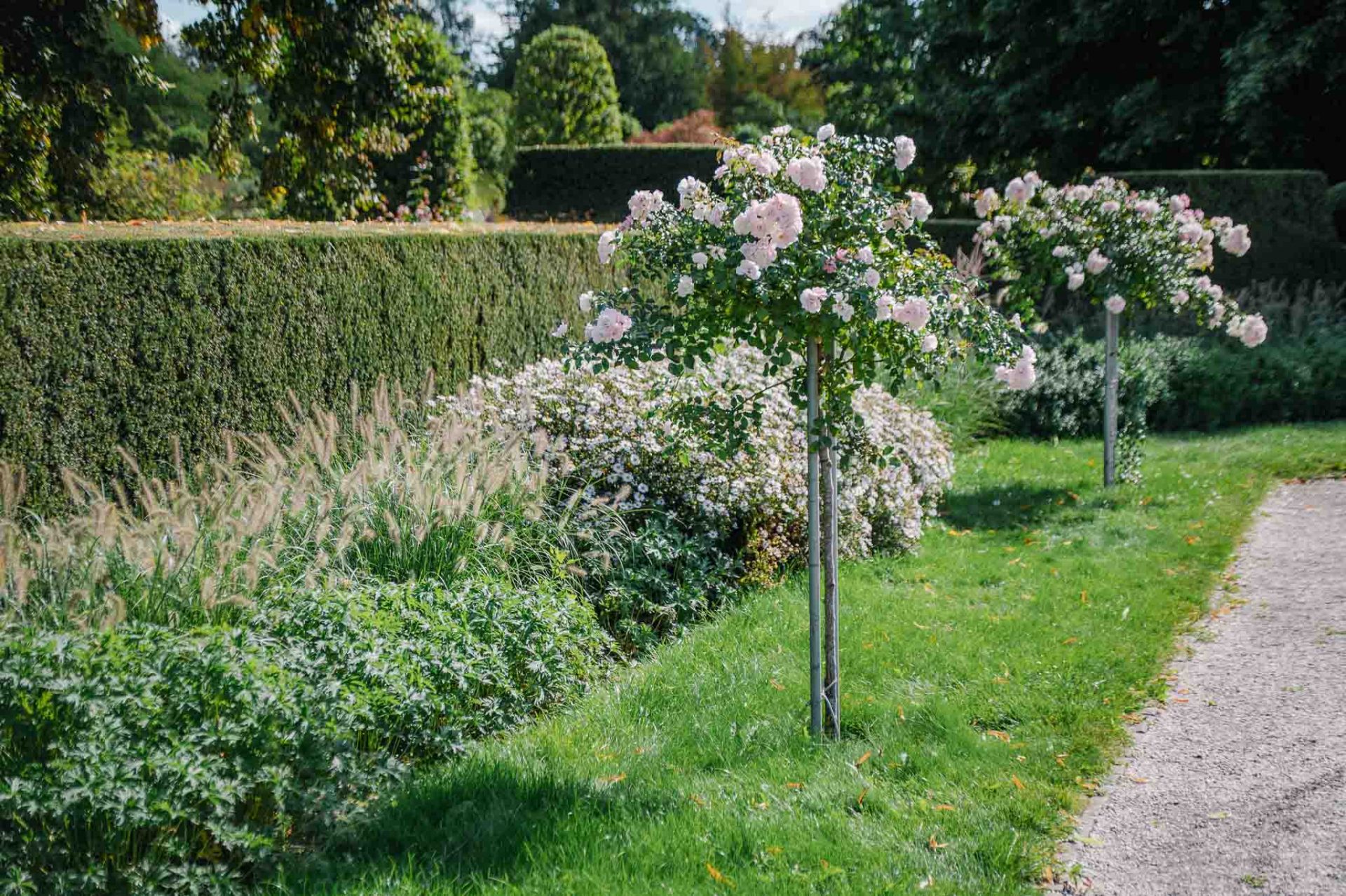 Stammrose-1 Zwei Rosen-Hochstämmchen machen die Gestaltung erst gelungen
