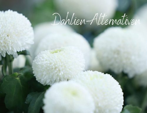 Winterharte Alternativen zu Dahlien: 10 Stauden mit ähnlichen Blüten