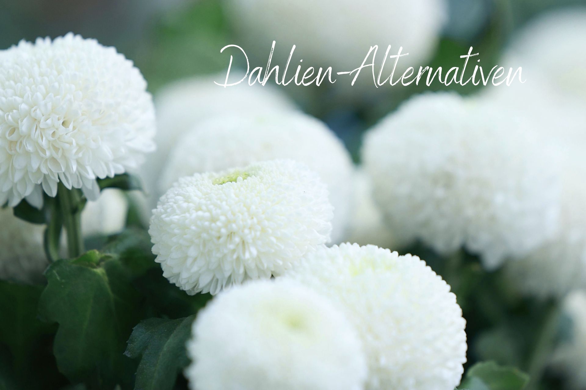 Stauden wie Dahlien: Chrysantheme