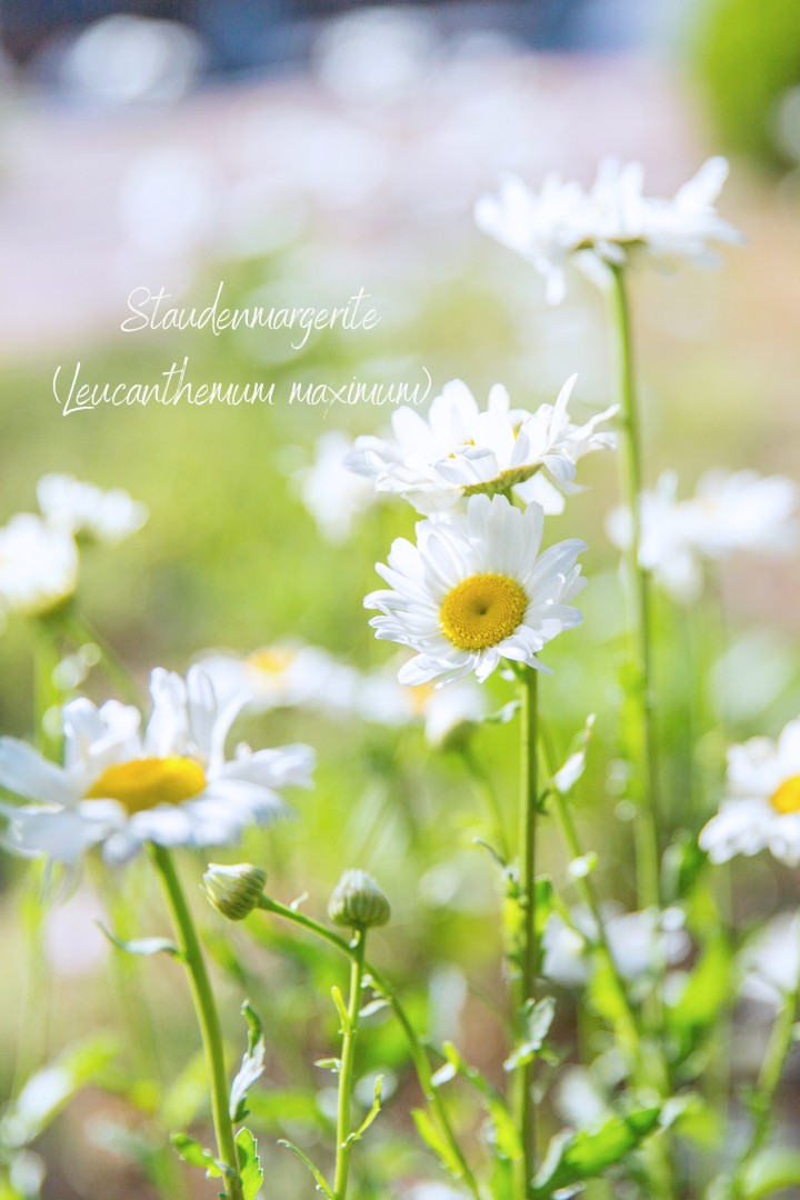 Die beste aller Stauden mit Gänseblümchen-Charme: die Margerite Leucanthemum maximum
