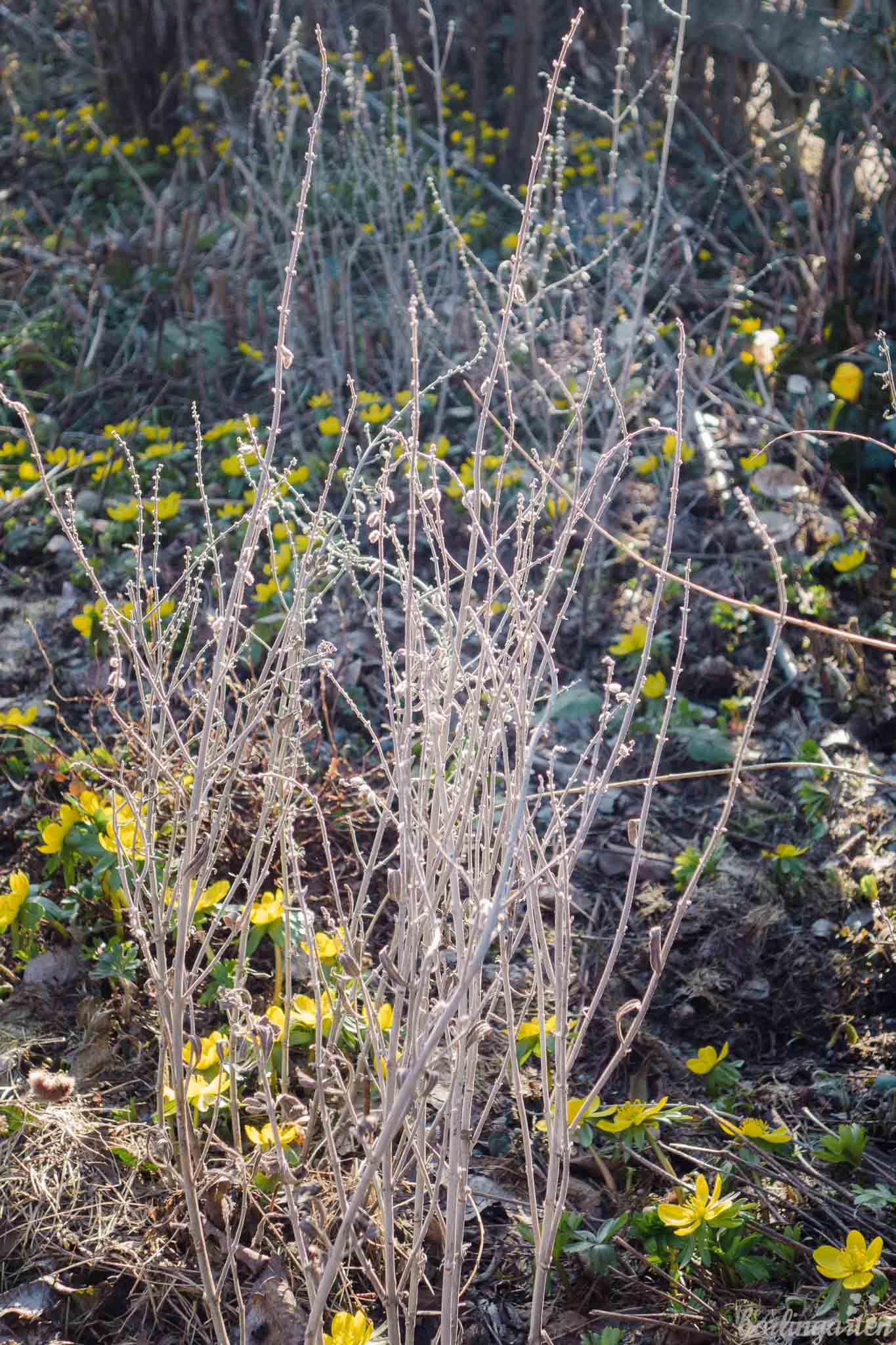 Wann Stauden schneiden? Tipps für den Staudenrückschnitt im Frühjahr
