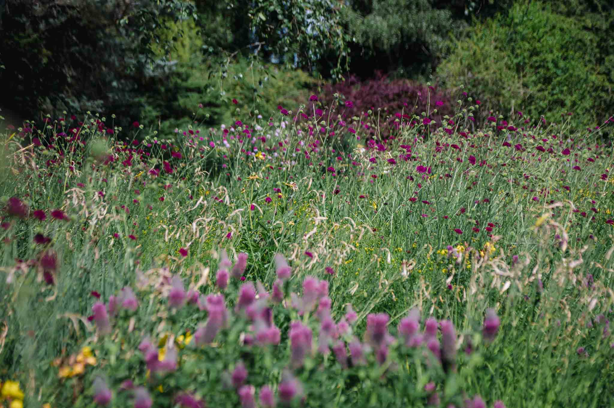 Staudenwiese anlegen: Knautia blüht