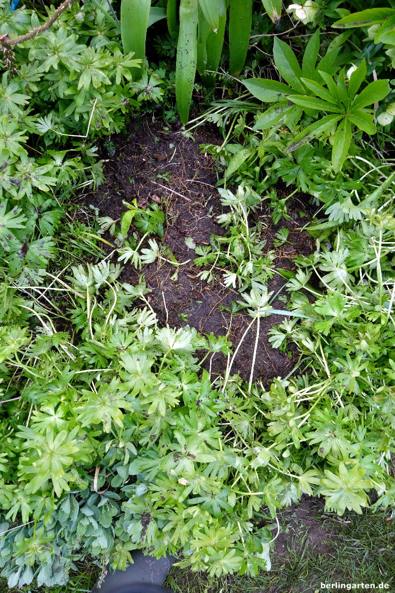 Verjüngte Teilstücke Phlox