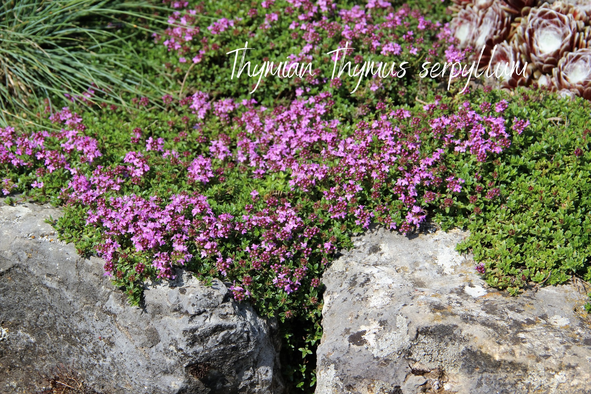 Naturgarten: Gartengestaltung naturnah und einfach mit Sand-Thymian