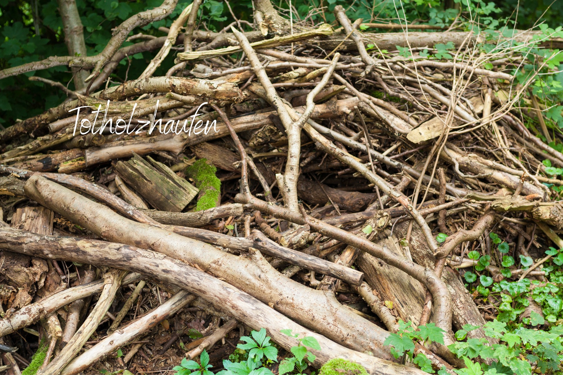 Totholz ist eine der wertvollen Ideen im Naturgarten