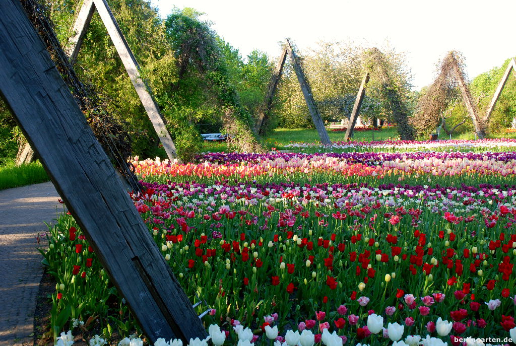 Tulipan-Schau: zigtausende Tulpen in allen Farben