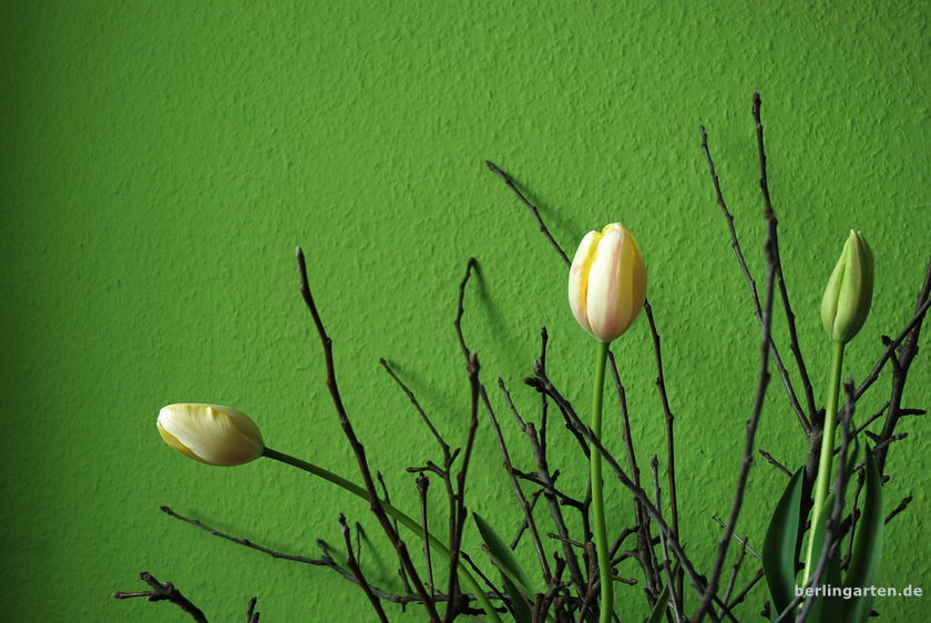 Tulpen mit Astschnitt