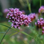 Verbena bonariensis