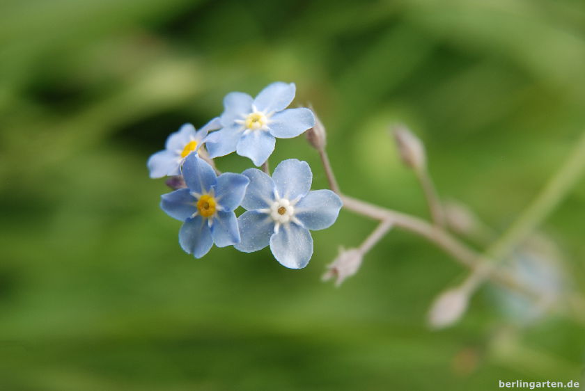 Vergissmeinnicht