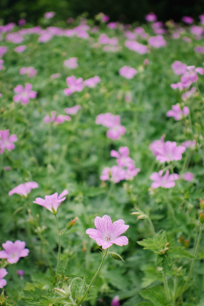 Pyrenäenstorchschnabel Geranium endressii wächst überall und bildet dichte Teppiche