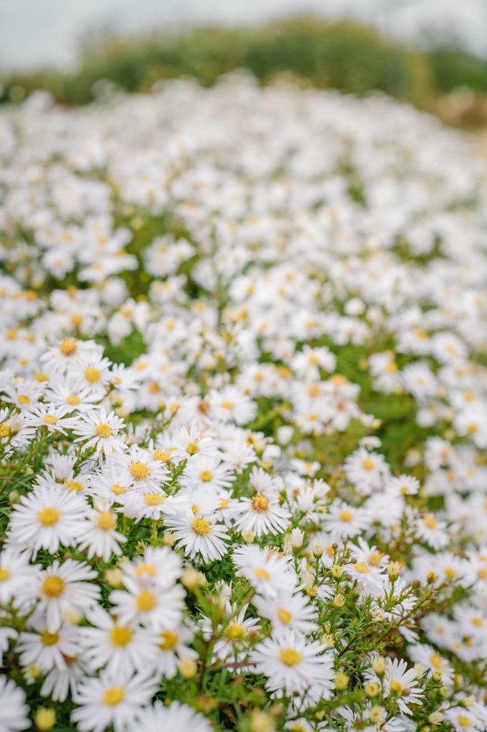Aster dumosus 'Schneekissen' strahlt in weiß