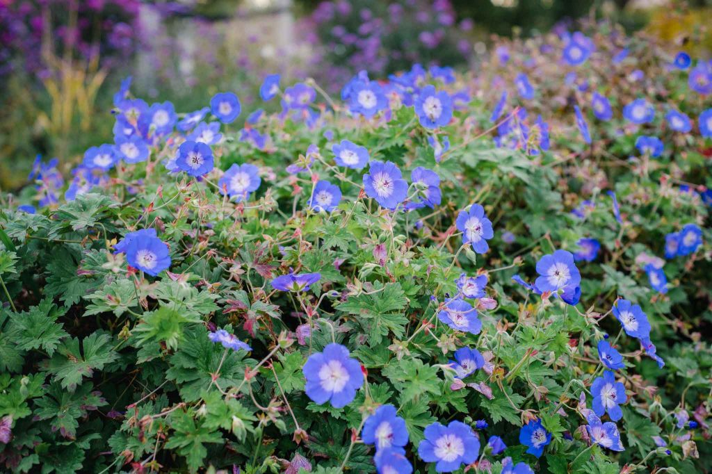 Strochschnabel Geranium 'Rozanne' bedeckt schnell große Flächen