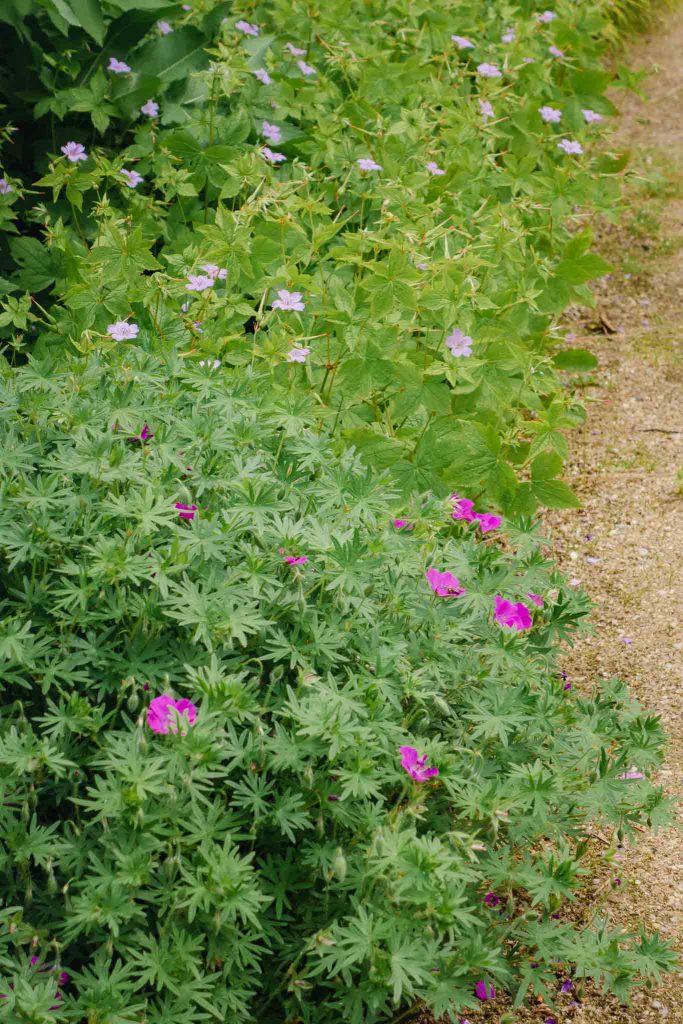Blutstorchschnabel Geranium sanguineum und Veränderlicher Storchschnabel Geranium versicolor breiten sich beide sehr gut aus ohne lästig zu werden