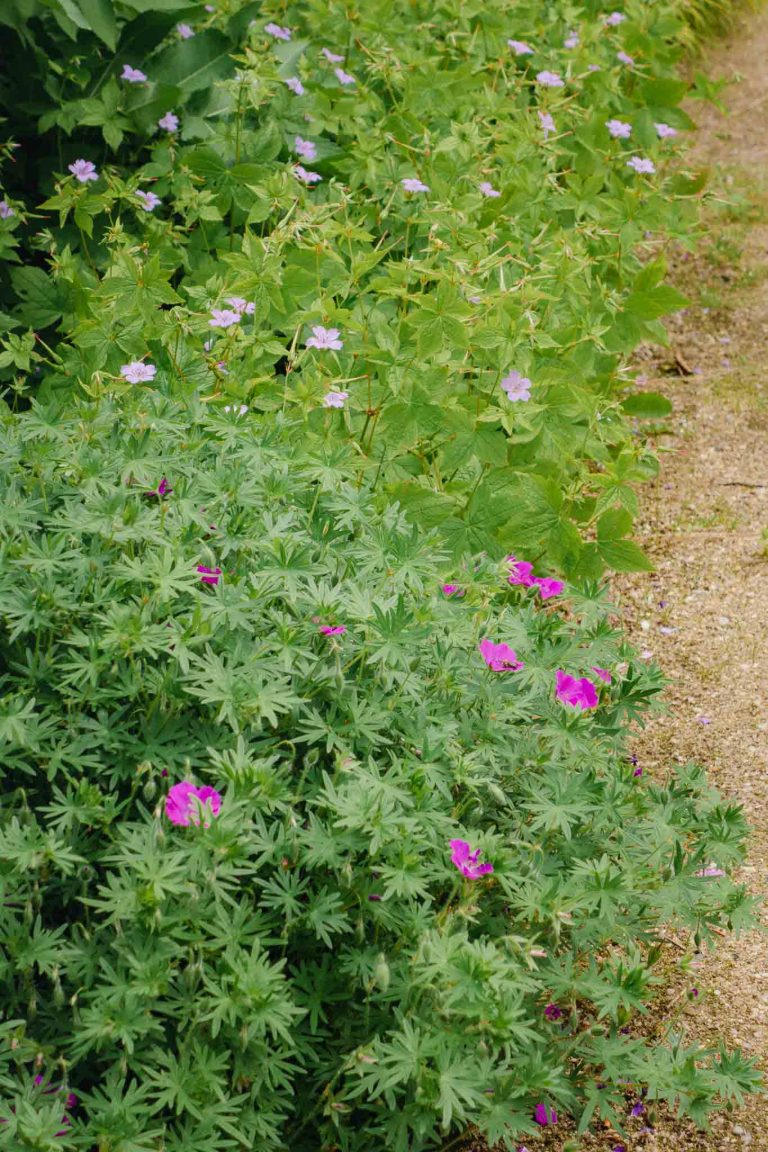Pflegeleicht! gestalten mit Bodendeckern und Gräsern