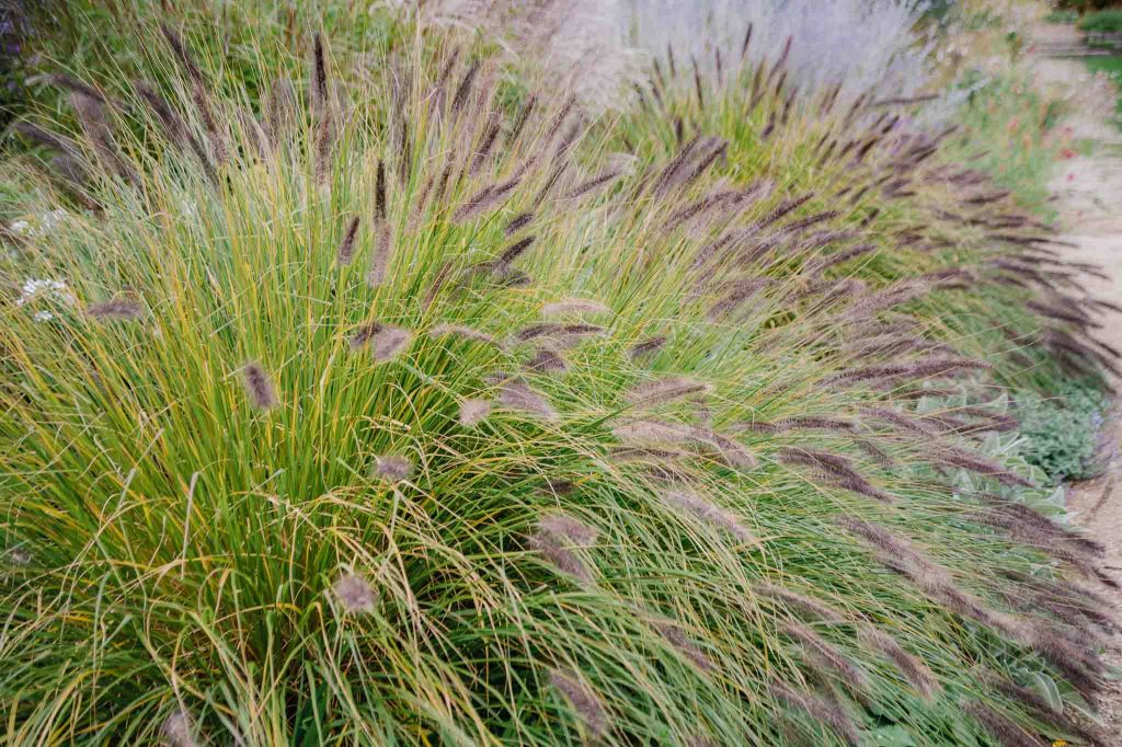 Lampenputzergras Pennisetum 'Hameln' bildet mittelgroße Kissen