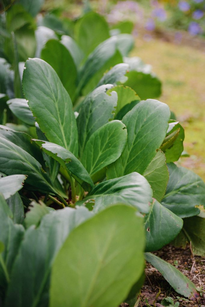 Bergenia - schön zur Einfassung von Beeten, ganzjährig grün