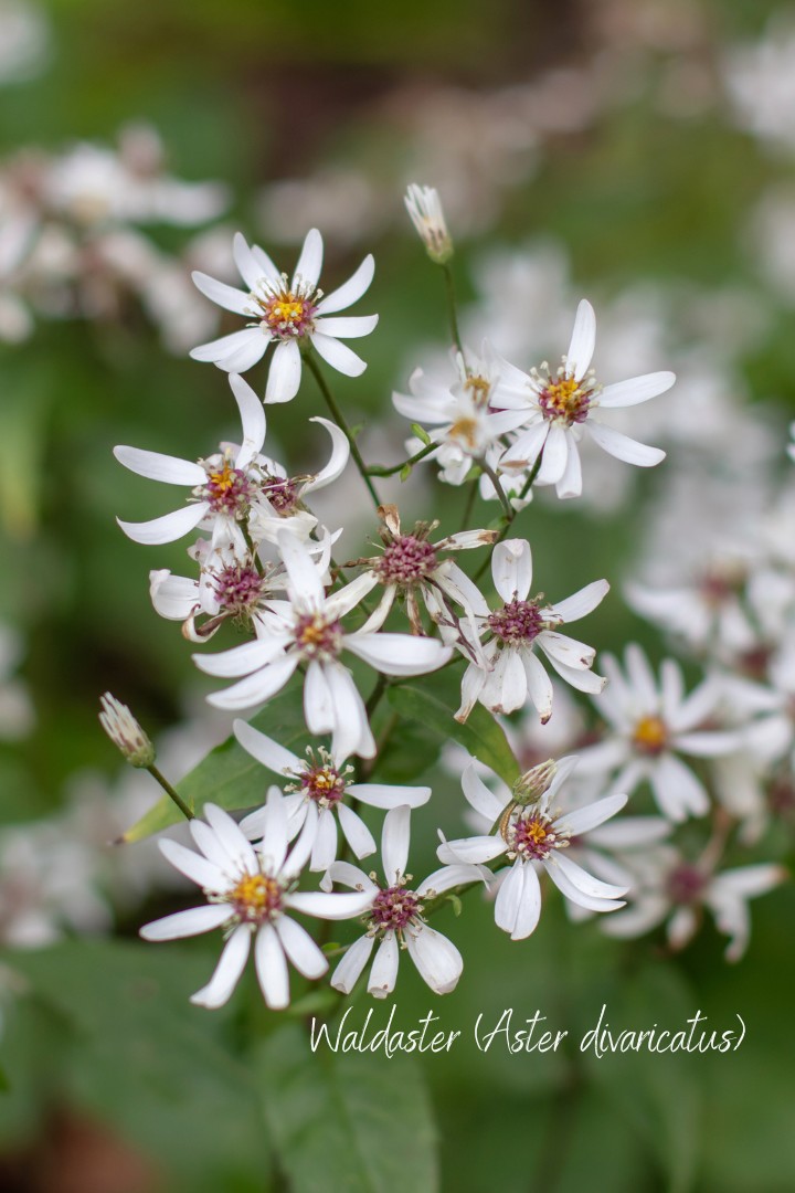 Gänseblümchen-Charme im Schatten: Waldaster divaricatus