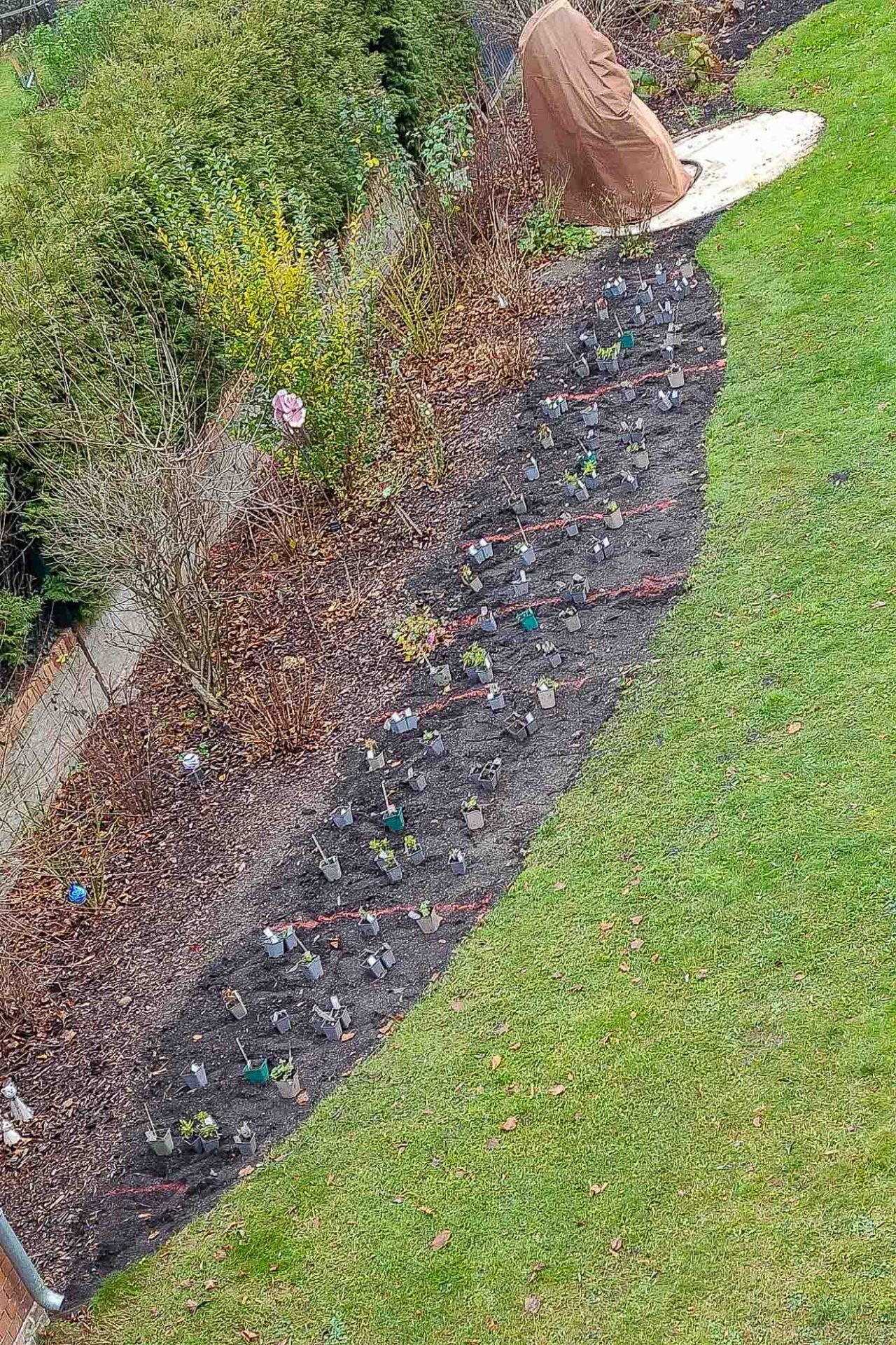 Wallis_Garten-28 Die Pflanzen werden gemäß Beetplan im Beet aufgestellt