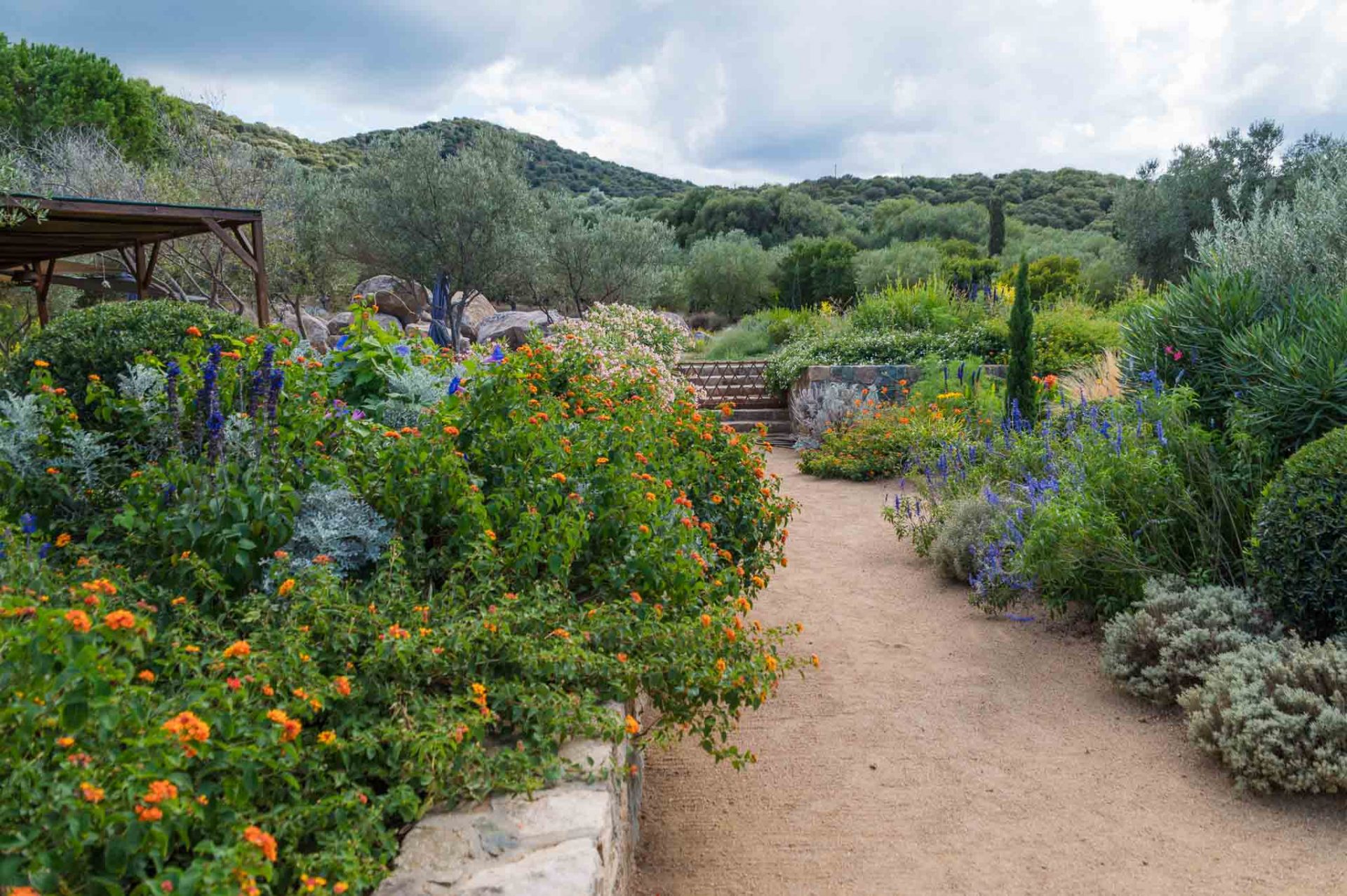 Wandelröschen-1 Es wiederholen sich in guter Gartengestaltung stets die einzelnen Elemente: hier Wandelröschen in Orange und Salbei in Blau