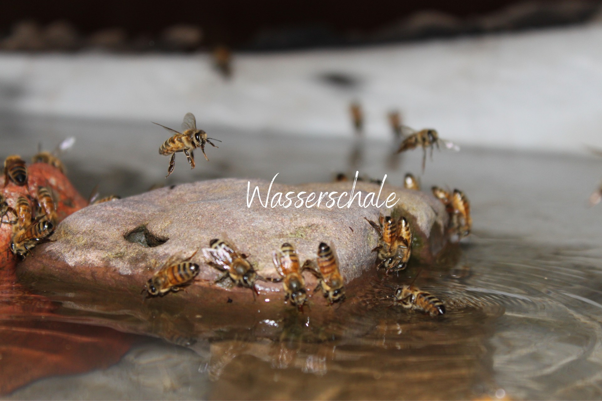 Wasserschale für Bienen - Naturgarten: Gartengestaltung naturnah und einfach