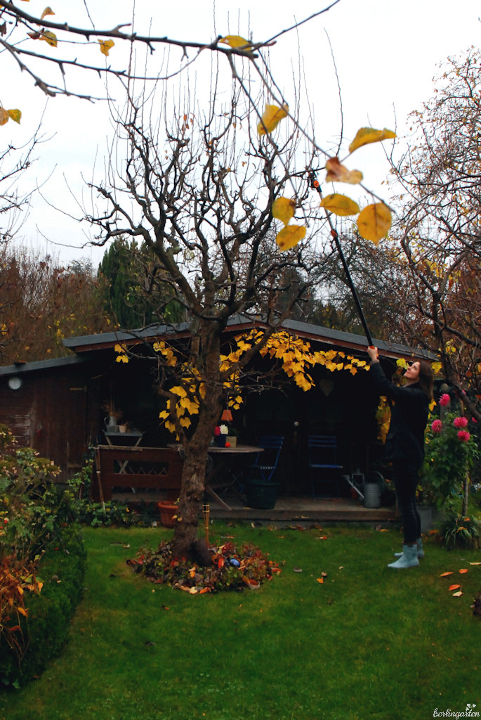 Wassertriebe schneiden