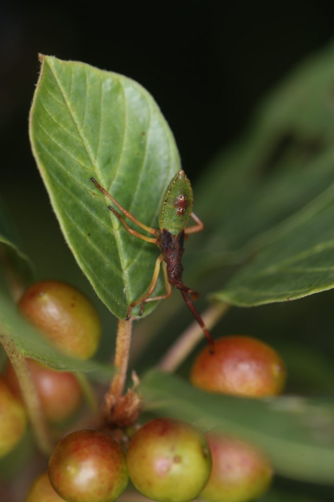 Insektenfreundlicher Baum: Faulbaum, hier mit Brauner Randwanze