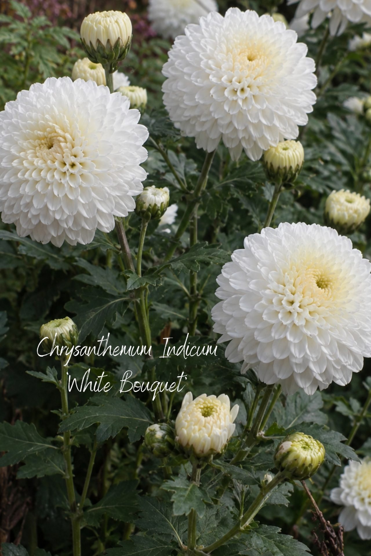 Dahlienalternative Chrysantheme White Bouquet