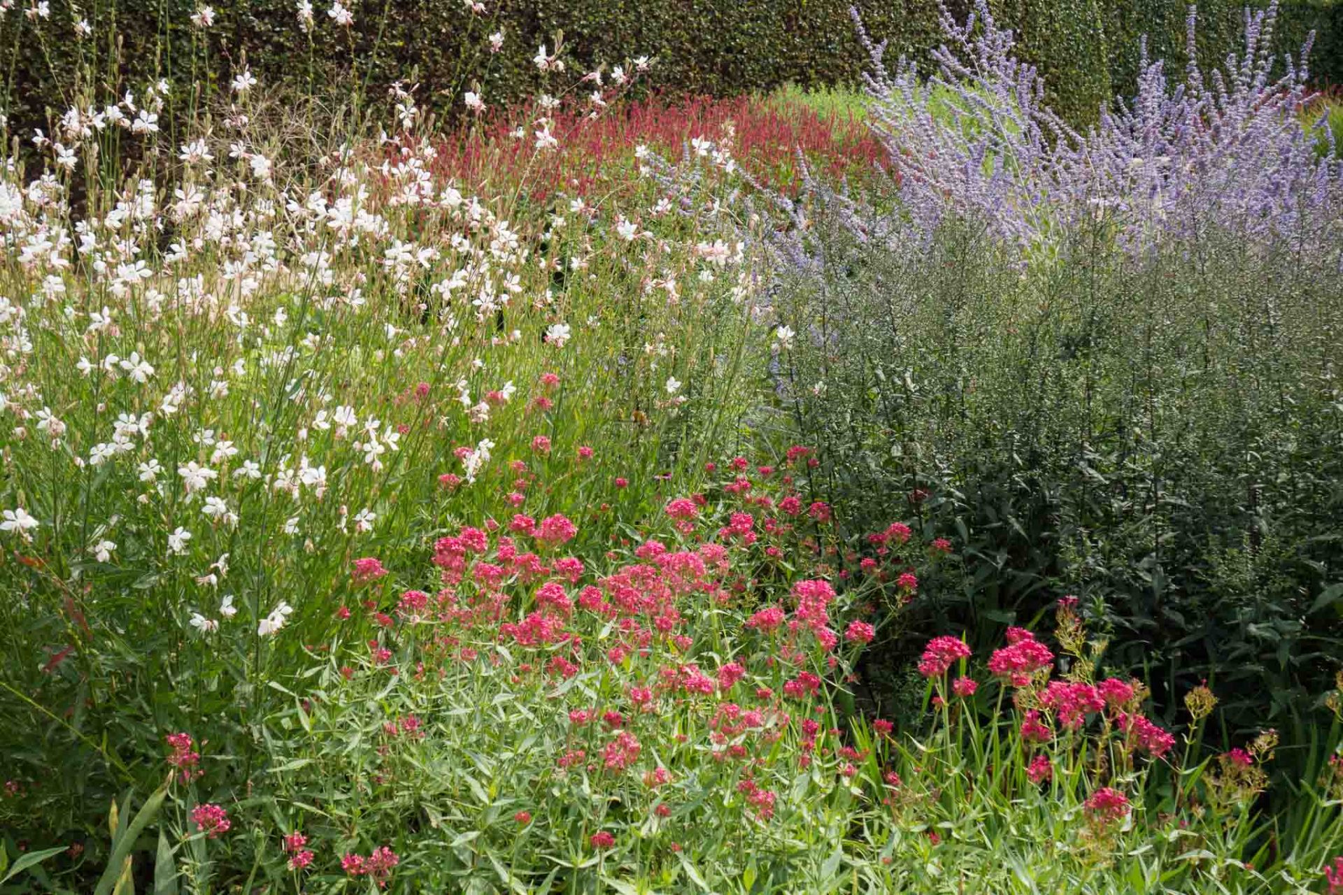 Wiederholung-1 Wiederholung der starken Farbe Rot im Beet: mit Kerzenknöterich und Spornblume