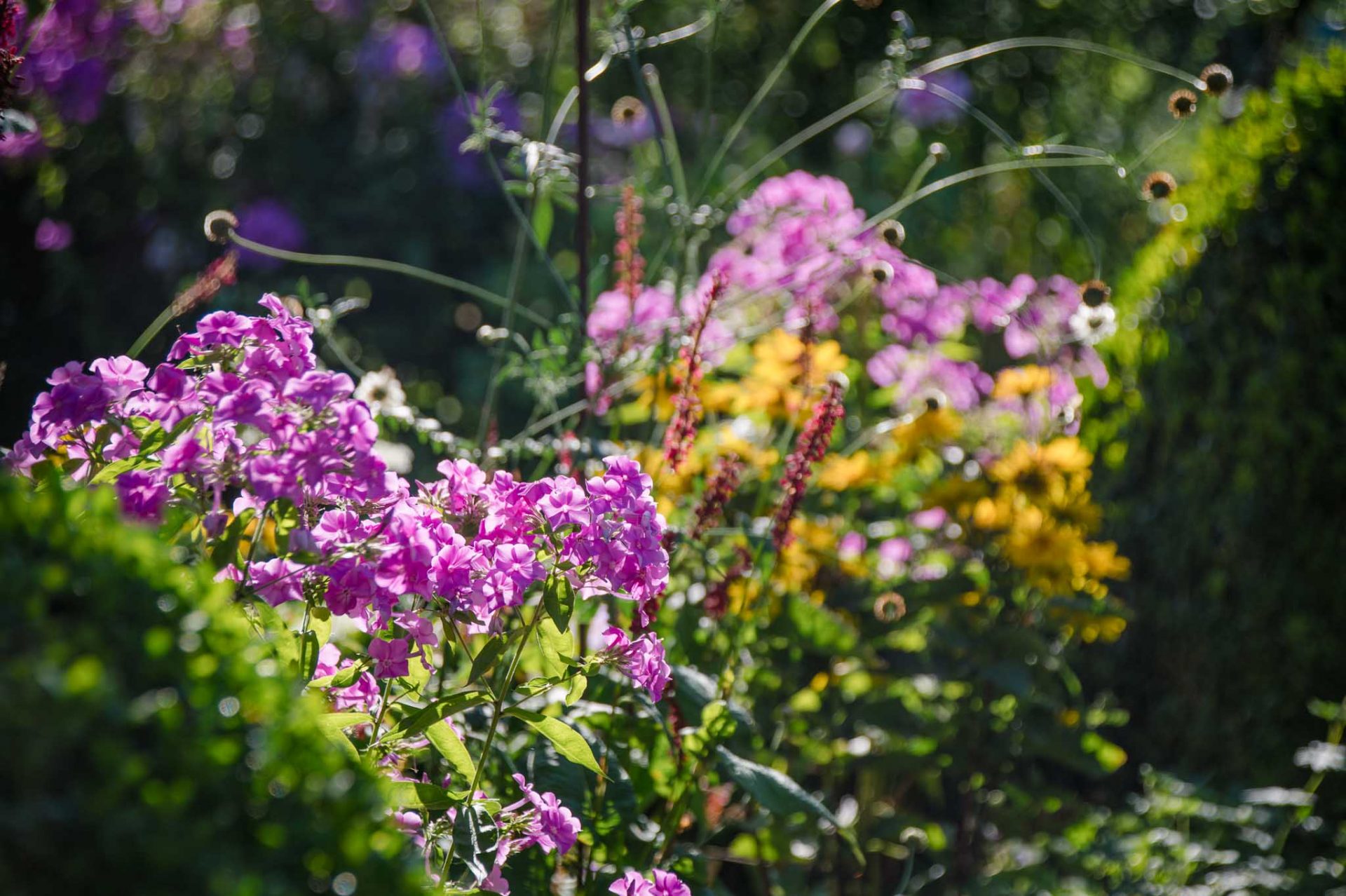 Wiederholung-3 Wiederholung der Stauden Phlox und Sonnenblume