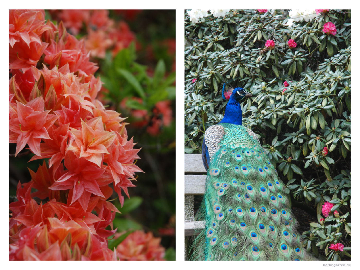 Rhododendren in der Lneburger Heide  berlingarten