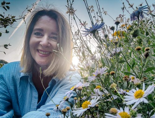 Stauden mit Gänseblümchen-Charme: Die schönsten Korbblütler fürs Gartenbeet