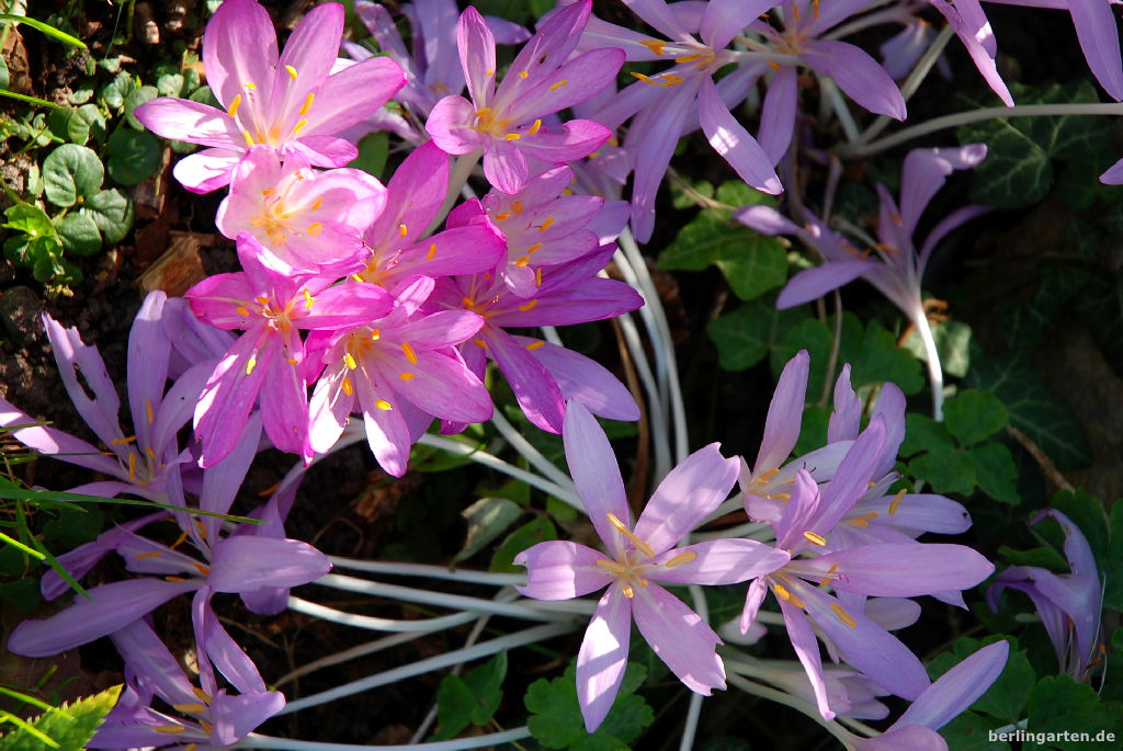 Herbstzeitlose Lilac Wonder und Violet Queen