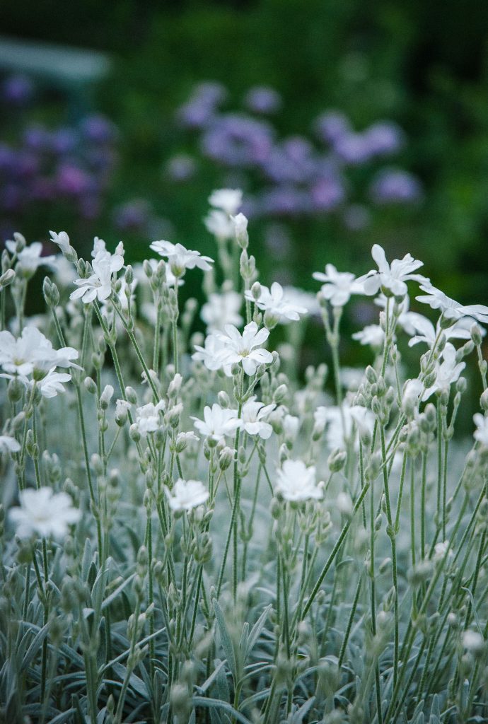 Zwerg-Hornkraut Cerastium tomentosum ist wintergrün bzw. silber und schmückt sich im Frühsommer mit weißen Blüten
