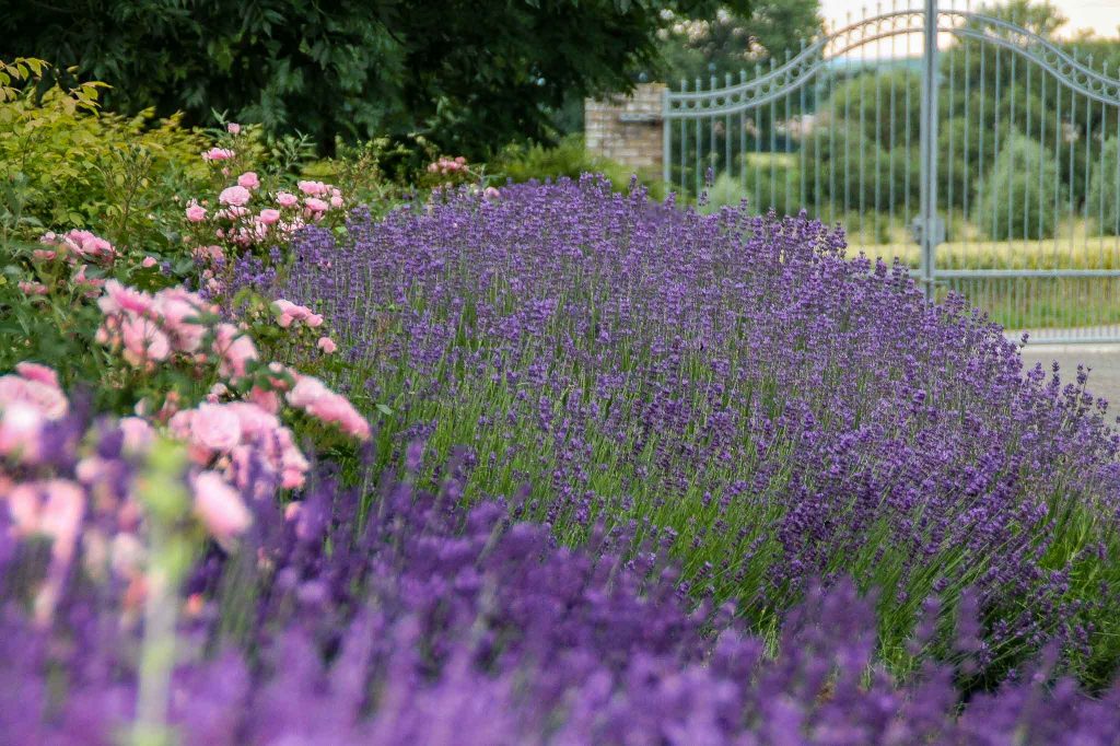 Lavendel und Rosen