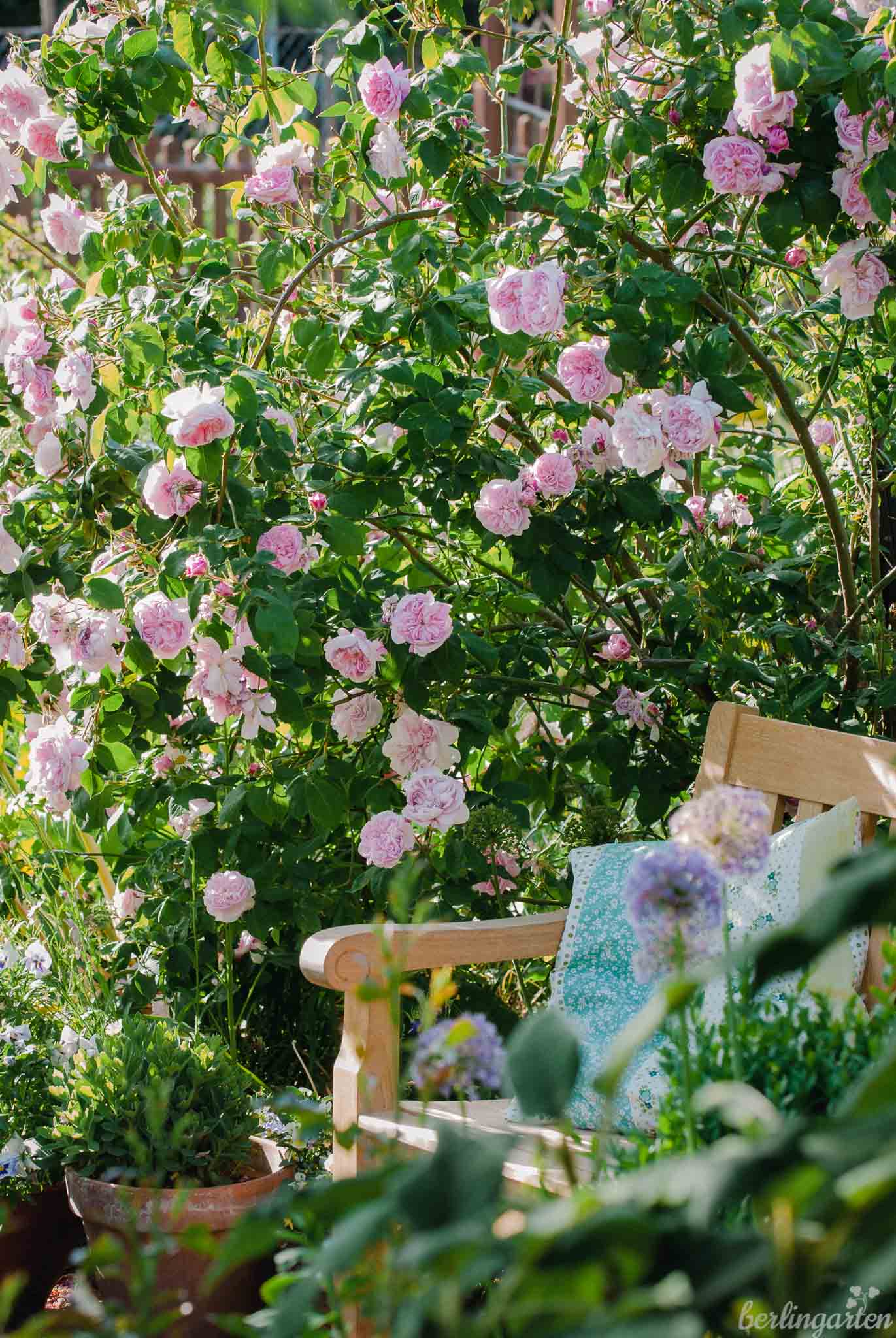Duftrose